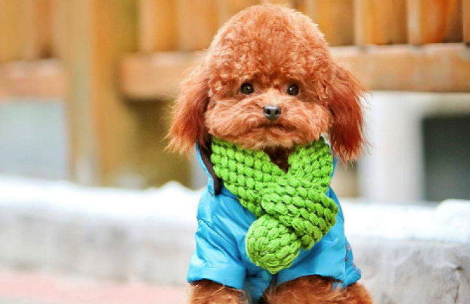 �ҿ�������